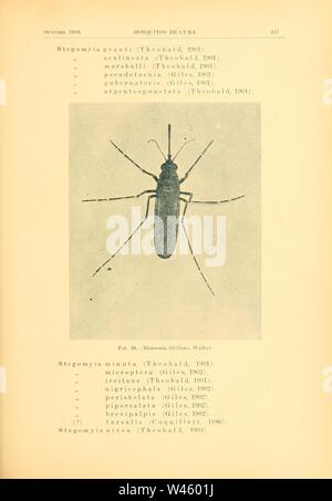 Contribution al estudio de los mosquitos de Cuba (Page 417) Stock Photo