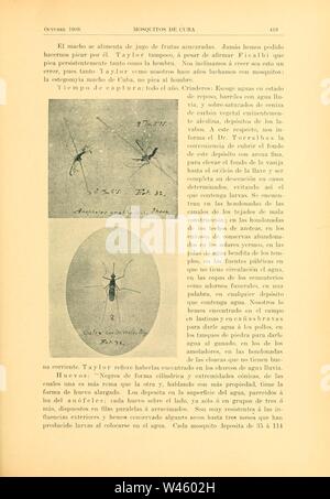 Contribution al estudio de los mosquitos de Cuba (Page 419) Stock Photo