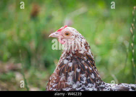 Free range chicken hen (Stoapiperl / Steinhendl, a critically endangered chicken breed from Austria) Stock Photo