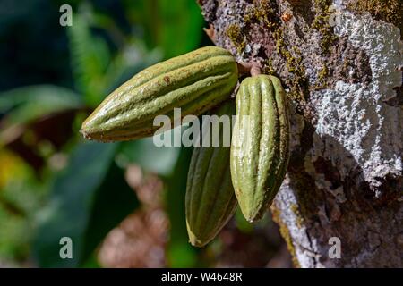 Cocoa fruit (Theobroma cacao) on Cocoa tree, Dominican Republic Stock Photo