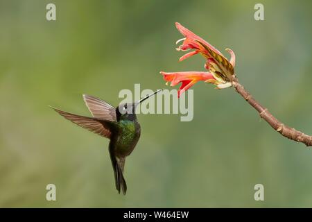 Magnificent Hummingbird (Eugenes fulgens), male, approaching a red flower, Province of San Jose, Costa Rica Stock Photo