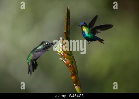 Magnificent Hummingbird (Eugenes fulgens), male, and Fiery-throated hummingbird (Panterpe insignis), male, collecting nectar on flower, Province of Stock Photo