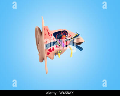 Human ear structure medical educational science 3d rendrer illustration Ear anatomy Stock Photo