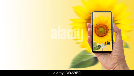 hand holding a spirit level, sunflower with yellow Stock Photo