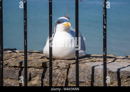 Herring gull behind bars, England, UK Stock Photo