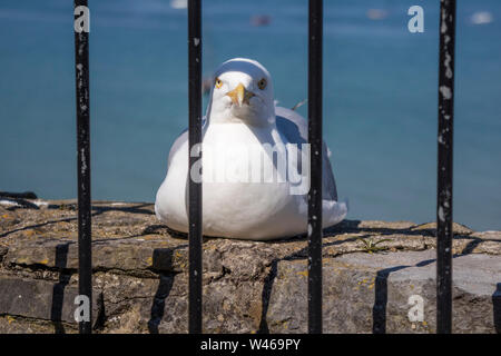 Herring gull behind bars, England, UK Stock Photo