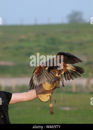 A beautiful bird of prey used as a falconers bird. Stock Photo