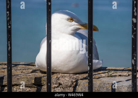 Herring gull behind bars, England, UK Stock Photo