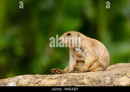 Prairie Dog (Cynomys ludovicianus) sitting on a rock as lookout in the summer sunshine Stock Photo