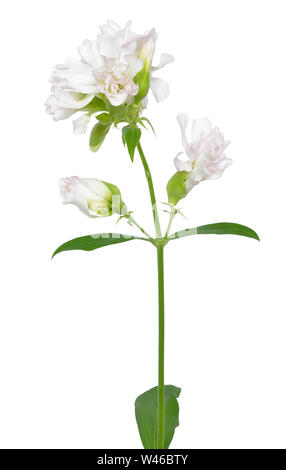 Saponaria officinalis flower isolated on white background Stock Photo