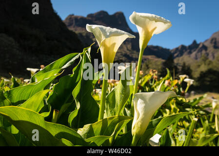 White lilies in early morning sunlight, around Marla village in the caldera of Cirque de Mafate, La Reunion. Flowers are Marsh Calla (Calla Pulustris) Stock Photo