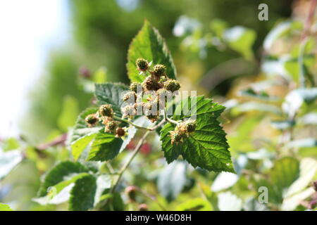 Blackberries ripening on the vine Stock Photo