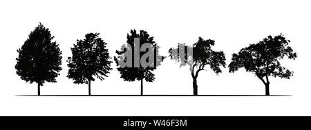 Set realistic illustrations of silhouettes of fruit trees - linden, apple and plum - isolated on white background - vector Stock Vector