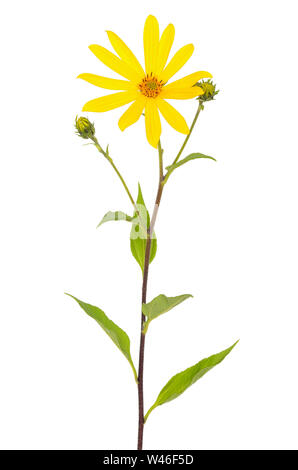 Jerusalem artichoke (Helianthus tuberosus) flower isolated on white background Stock Photo