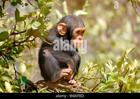 Chimpanzee, Pan troglodytes, Chimfunshi, Zambia Stock Photo