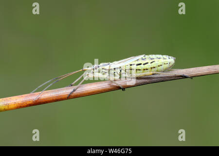Meadow Plant Bug Leptopterna dolabrata female Stock Photo