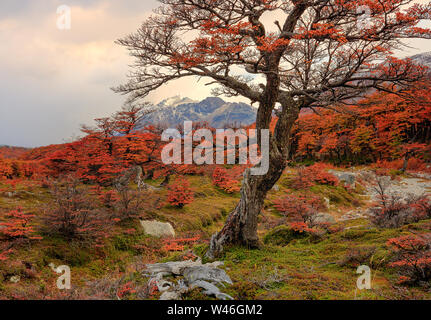 View on the mountains through the branches of a beech tree. Los Glaciares National Park, Andes, Patagonia, Argentina Stock Photo