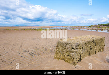 Concrete covered in barnacles on beach at low tide on sunny day, East Lothian, Scotland, UK Stock Photo
