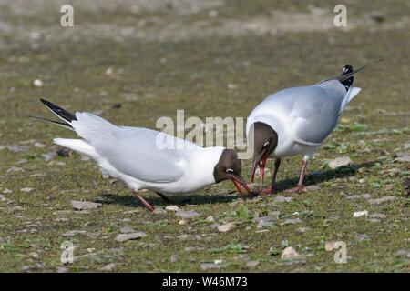 Black-headed gull (Chroicocephalus ridibundus) male regurgitating food for its mate on their territory on the margins of a lake, Gloucestershire, UK Stock Photo