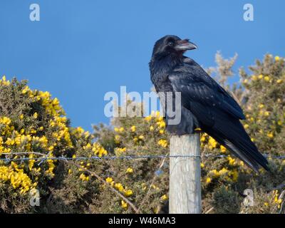 Raven (Corvus corax) perched on fence post among flowering Common gorse bushes (Ulex europaeus) on a clifftop with the sea in the background, Cornwall Stock Photo