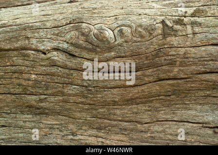 Texture of old stump Stock Photo