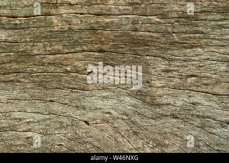 Texture of old stump Stock Photo