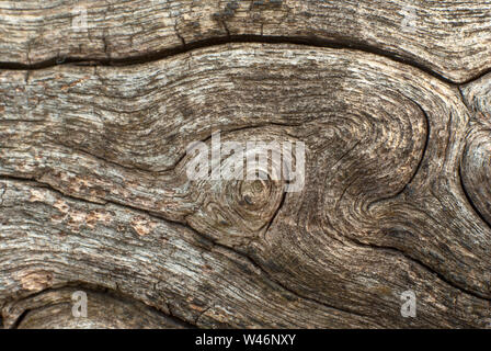 Texture of old stump Stock Photo