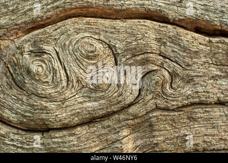 Texture of old stump Stock Photo