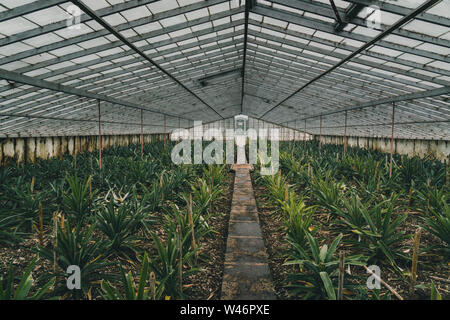 Rows of pineapple plant growing in plantation, Azores, Portugal. Pineapples A Arruda. pineapple harvest greenhouse Stock Photo
