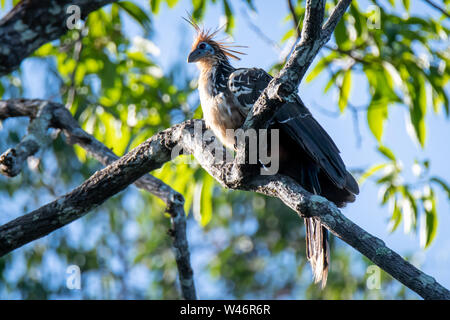 Hoatzin bird (Opisthocomus hoazin) in Peruvian Amazon Stock Photo