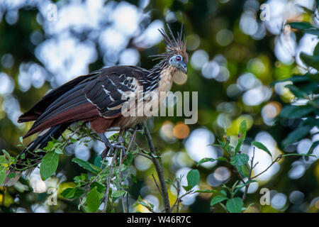 Hoatzin bird (Opisthocomus hoazin) in Peruvian Amazon Stock Photo