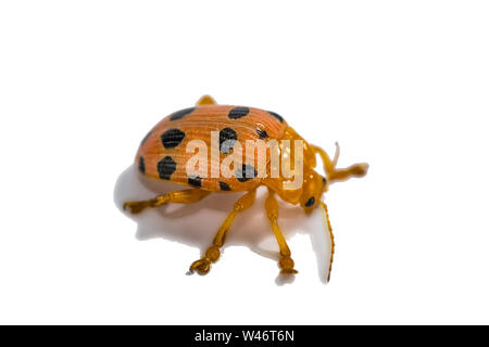 Side of Little Beetle (Epilachna) resting on white background