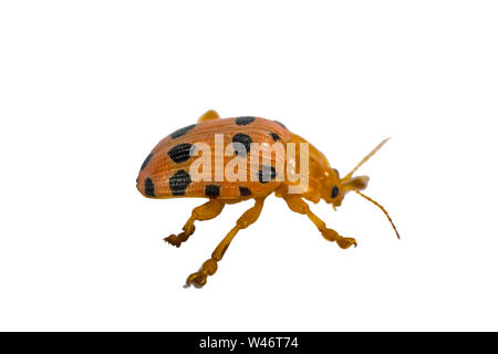 Side of Little Beetle (Epilachna) resting on white background