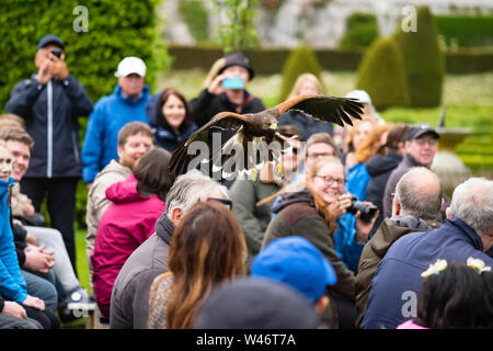 Andy Hughes, a Falconer demonstrates and explains the different hunting methods used by owls, hawks and falcons at Dunrobin Castle, Scotland. Stock Photo