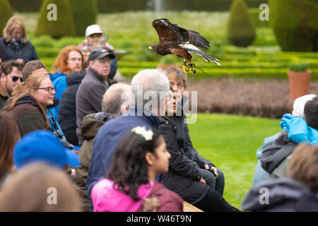 Andy Hughes, a Falconer demonstrates and explains the different hunting methods used by owls, hawks and falcons at Dunrobin Castle, Scotland. Stock Photo