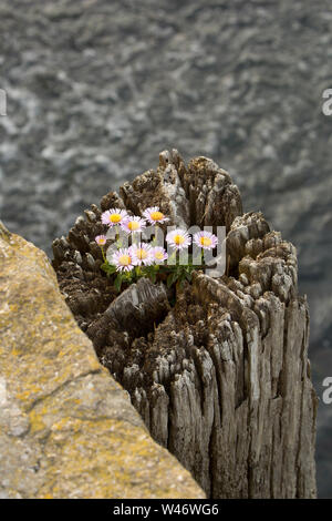 An example of Erigeron Glaucus, growing on top of a wooden piling alongside West Bay harbour in Dorset. The plant is known by several names such as se Stock Photo