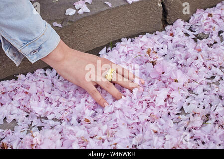 Girl touches herry blossom petals on the ground Stock Photo