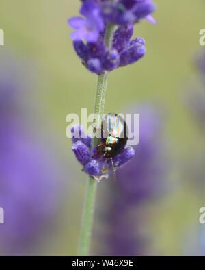 A shiny brown and blue striped rosemary beetle (Chrysolina Americana) on a lavender (Lavandula angustifolia) plant, one of its food plants. This beetl Stock Photo