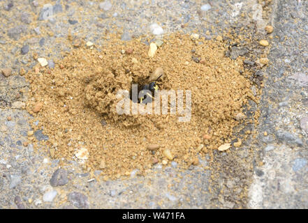 An ornate tailed digger wasp (Cerceris rybyensis) cautiously emerges from its burrow in builders’ sand between paving bricks. It is probably setting o