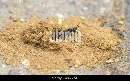 An ornate tailed digger wasp (Cerceris rybyensis) cautiously emerges from its burrow in builders’ sand between paving bricks. It is probably setting o