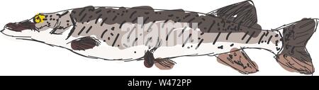 Amur pike, illustration, vector on white background. Stock Vector