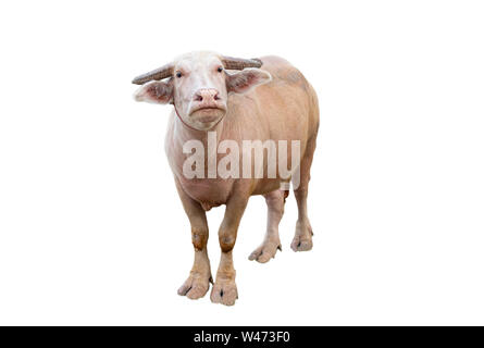 Albino buffalo standing on white background Stock Photo