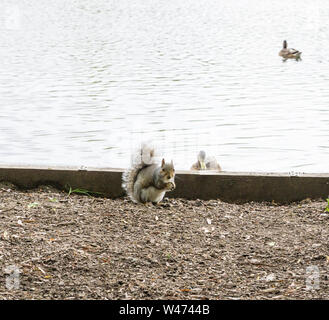 Young Grey squirrel with food looking at photographer being watched by duck Stock Photo