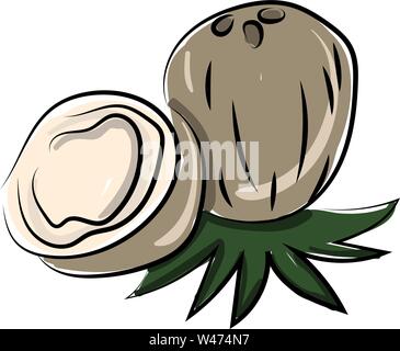 Coconut cut in half, illustration, vector on white background. Stock Vector