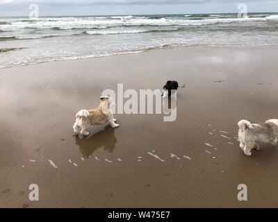 Three dogs playing on a beach in The Netherlands Stock Photo