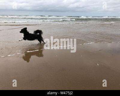 A miniature border collie leaps through the water as the tide comes in Stock Photo
