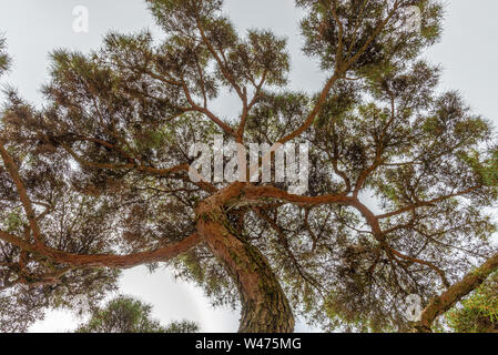 Japanese pine tree seen from bellow, taken during a summer afternoon in Gyeongju, South Korea Stock Photo