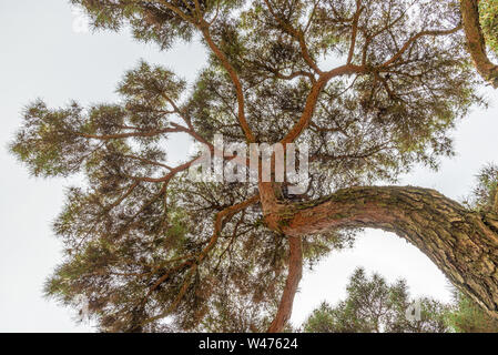 Japanese pine tree seen from bellow, taken during a summer afternoon in Gyeongju, South Korea Stock Photo