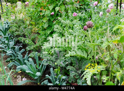 A well stocked English kitchen garden with runner beans, kale, cavolo nero, and leeks - John Gollop Stock Photo