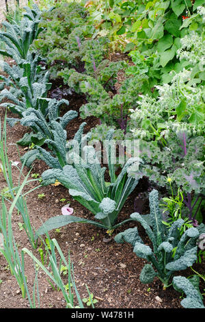 A well stocked English kitchen garden with runner beans, kale, cavolo nero, and leeks - John Gollop Stock Photo